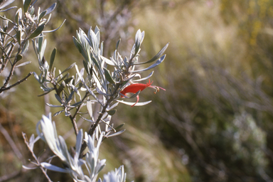 APII jpeg image of Eremophila glabra subsp. tomentosa,<br/>Stylidium maritimum  © contact APII