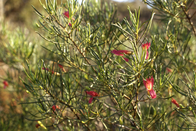 APII jpeg image of Eremophila alternifolia,<br/>Xerochrysum bracteatum  © contact APII