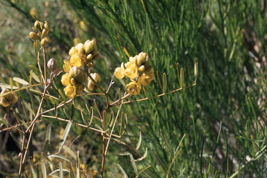 APII jpeg image of Senna pleurocarpa,<br/>Gladiolus caryophyllaceus  © contact APII