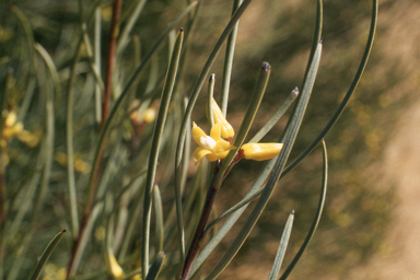 APII jpeg image of Persoonia saundersiana,<br/>Stylidium brunonianum  © contact APII