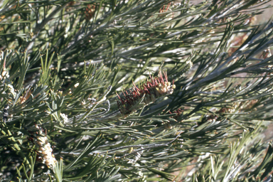 APII jpeg image of Grevillea hookeriana subsp. apiciloba,<br/>Calothamnus sanguineus  © contact APII