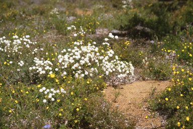 APII jpeg image of Pimelea ciliata subsp. ciliata  © contact APII