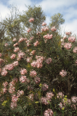 APII jpeg image of Livistona humilis,<br/>Isopogon divergens  © contact APII