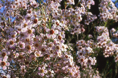 APII jpeg image of Corymbia ferruginea,<br/>Chamelaucium uncinatum  © contact APII