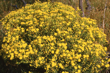 APII jpeg image of Verticordia chrysantha,<br/>Terminalia pterocarya  © contact APII