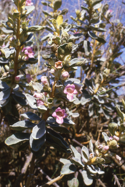 APII jpeg image of Eucalyptus pruinosa,<br/>Quoya? oldfieldii  © contact APII