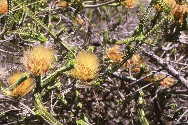 APII jpeg image of Beaufortia squarrosa,<br/>Senna venusta  © contact APII