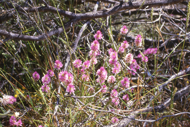 APII jpeg image of Dicrastylis exsuccosa,<br/>Ptilotus grandiflorus var. grandiflorus  © contact APII