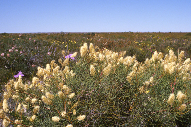 APII jpeg image of Prostanthera striatiflora,<br/>Grevillea trachytheca  © contact APII