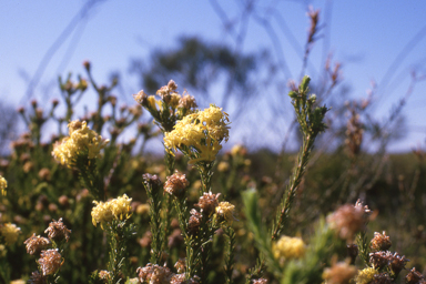 APII jpeg image of Eremophila macdonnellii,<br/>Petrophile ericifolia  © contact APII