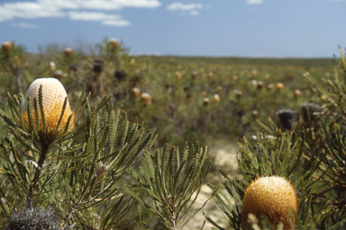 APII jpeg image of Geijera linearifolia,<br/>Banksia hookeriana  © contact APII