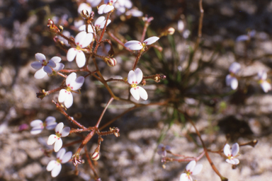 APII jpeg image of Gunniopsis calcarea,<br/>Stylidium rigidulum  © contact APII