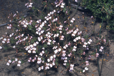 APII jpeg image of Alyogyne hakeifolia,<br/>Stylidium bulbiferum  © contact APII