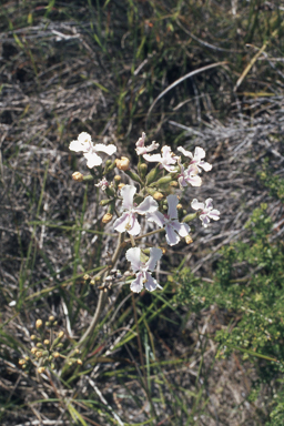 APII jpeg image of Eremophila glabra subsp. tomentosa,<br/>Stylidium maritimum  © contact APII