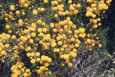 APII jpeg image of Eremophila purpurascens,<br/>Acacia pulchella  © contact APII