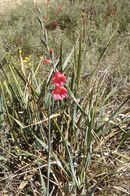 APII jpeg image of Senna pleurocarpa,<br/>Gladiolus caryophyllaceus  © contact APII