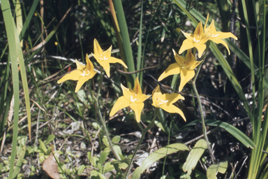 APII jpeg image of Waitzia fitzgibbonii,<br/>Caladenia flava subsp. flava  © contact APII