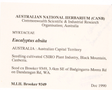 APII jpeg image of Eucalyptus absita  © contact APII