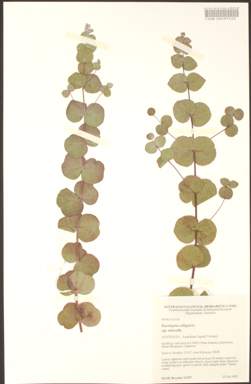 APII jpeg image of Eucalyptus alligatrix subsp. miscella  © contact APII