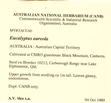 APII jpeg image of Eucalyptus punctata  © contact APII