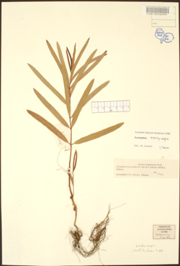 APII jpeg image of Eucalyptus camaldulensis subsp. acuta  © contact APII