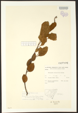 APII jpeg image of Eucalyptus pauciflora subsp. debeuzevillei  © contact APII