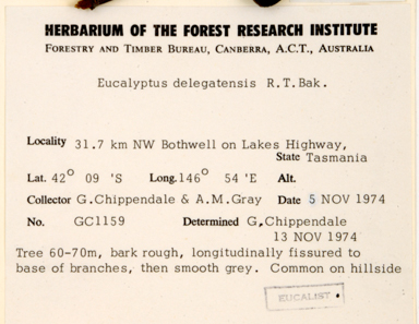 APII jpeg image of Eucalyptus delegatensis subsp. tasmaniensis  © contact APII