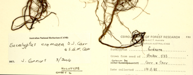 APII jpeg image of Corymbia eremaea  © contact APII