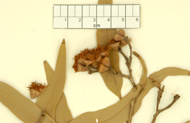 APII jpeg image of Corymbia hamersleyana  © contact APII