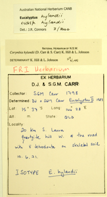 APII jpeg image of Corymbia hylandii  © contact APII