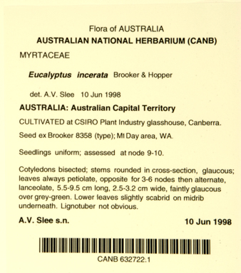 APII jpeg image of Eucalyptus incerata  © contact APII