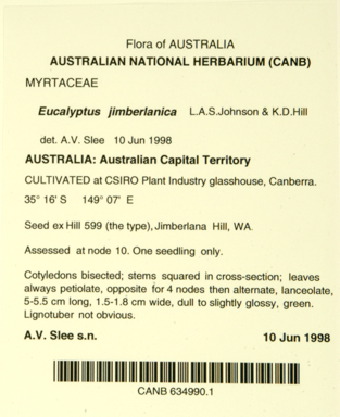 APII jpeg image of Eucalyptus jimberlanica  © contact APII