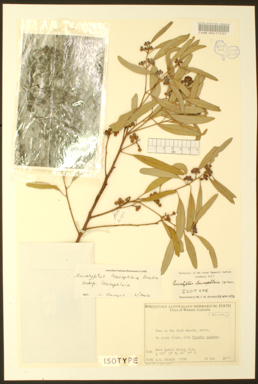 APII jpeg image of Eucalyptus leucophloia subsp. leucophloia  © contact APII