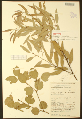 APII jpeg image of Eucalyptus leucophloia subsp. euroa  © contact APII