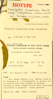 APII jpeg image of Eucalyptus loxophleba subsp. lissophloia  © contact APII