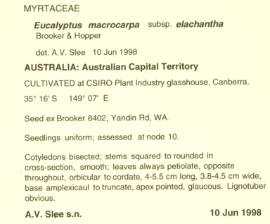 APII jpeg image of Eucalyptus macrocarpa subsp. elachantha  © contact APII