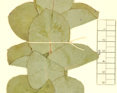 APII jpeg image of Eucalyptus macrocarpa subsp. elachantha  © contact APII