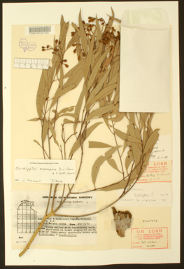 APII jpeg image of Corymbia eremaea  © contact APII