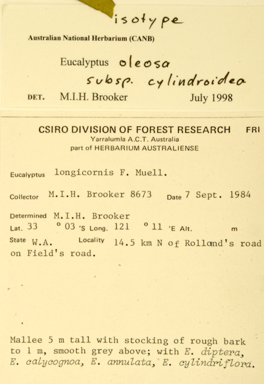 APII jpeg image of Eucalyptus oleosa subsp. cylindroidea  © contact APII