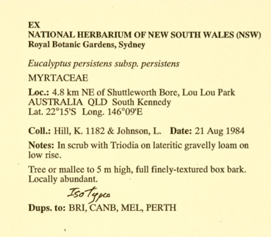 APII jpeg image of Eucalyptus persistens subsp. persistens  © contact APII