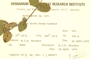 APII jpeg image of Eucalyptus saxatilis  © contact APII