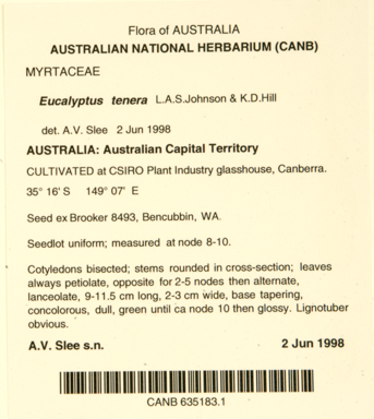 APII jpeg image of Eucalyptus tenera  © contact APII