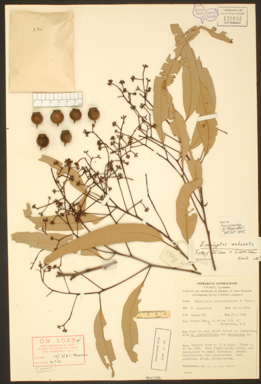 APII jpeg image of Corymbia umbonata  © contact APII