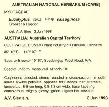 APII jpeg image of Eucalyptus varia subsp. salsuginosa  © contact APII