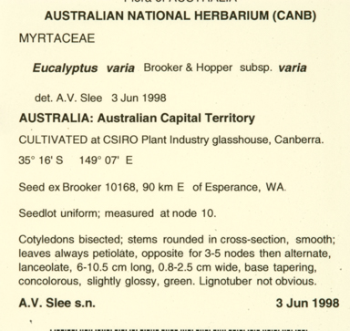 APII jpeg image of Eucalyptus varia subsp. varia  © contact APII