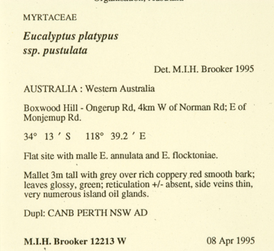 APII jpeg image of Eucalyptus vesiculosa  © contact APII