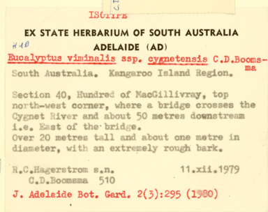 APII jpeg image of Eucalyptus viminalis subsp. cygnetensis  © contact APII