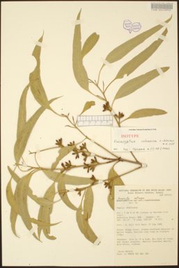 APII jpeg image of Eucalyptus volcanica  © contact APII