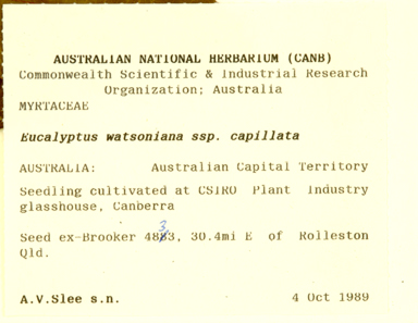 APII jpeg image of Eucalyptus watsoniana subsp. capillata  © contact APII