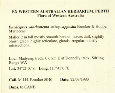 APII jpeg image of Eucalyptus xanthonema subsp. apposita  © contact APII